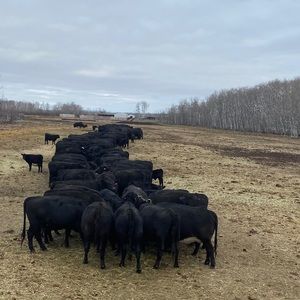 Meet your Posher, Johnny